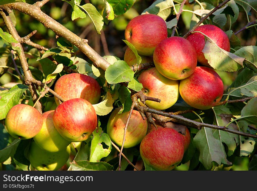 The photograph shows apples in the orchard, on a tree branch. The photograph shows apples in the orchard, on a tree branch.