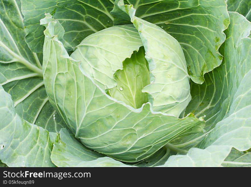 Closeup of fresh cabbage