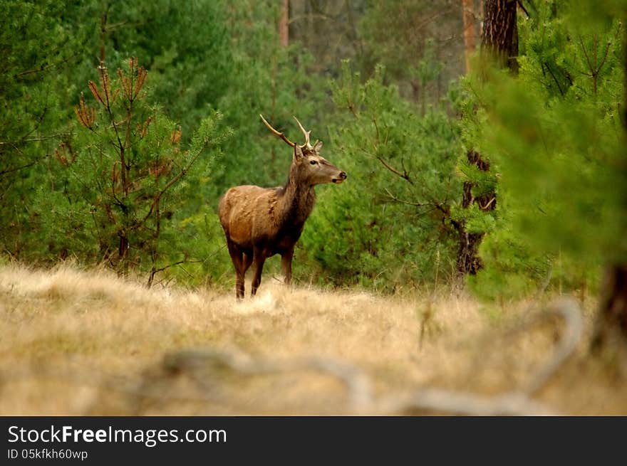 The photograph shows a wild deer in the forest, in its natural habitat. The photograph shows a wild deer in the forest, in its natural habitat.