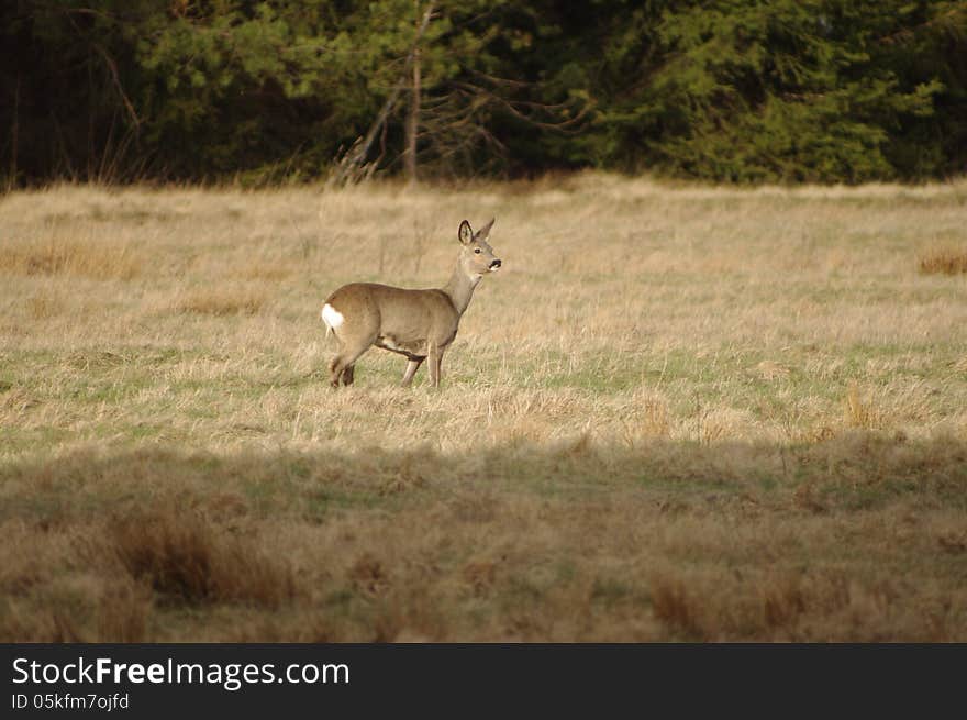 The photograph shows a wild deer in its natural habitat, the forest glade. The photograph shows a wild deer in its natural habitat, the forest glade.