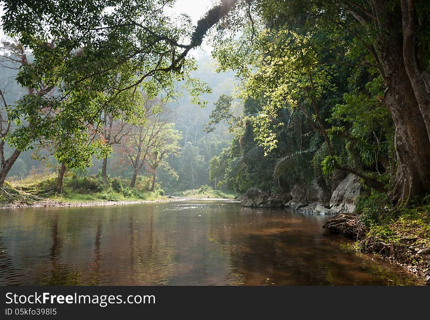 Small streams in the forest