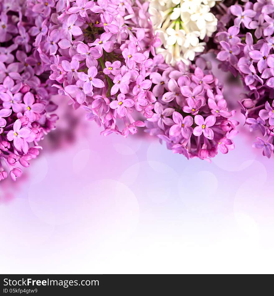 Beautiful branches of flowering of lilac. Beautiful branches of flowering of lilac