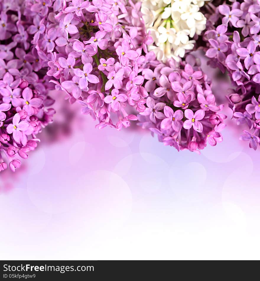 Branches of lilac