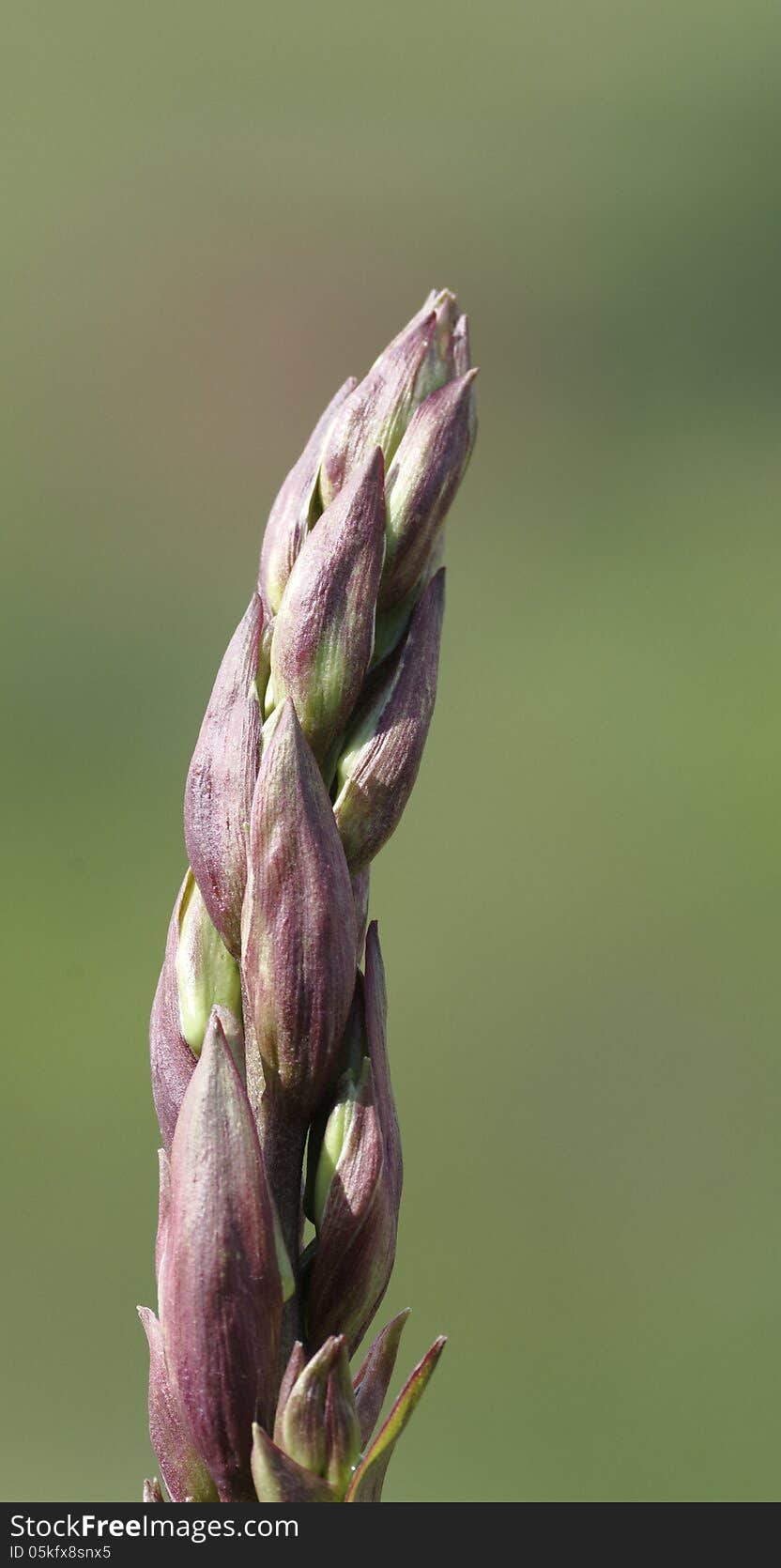 Plant of jucca in a garden