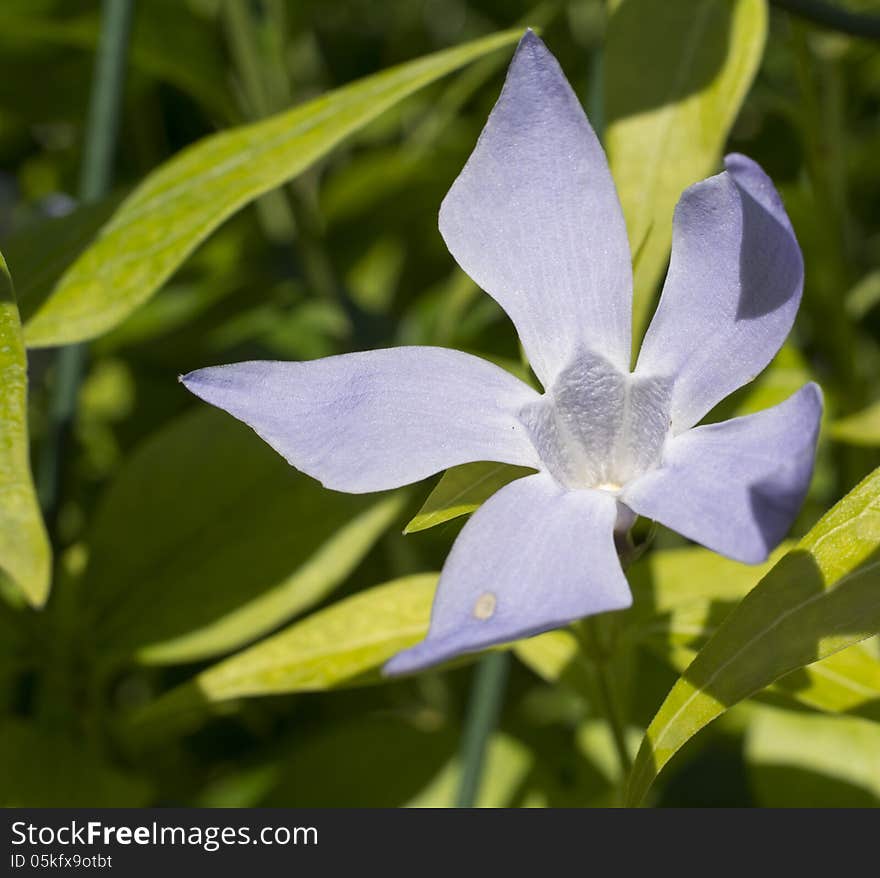 Periwinkle purple flower in my garden