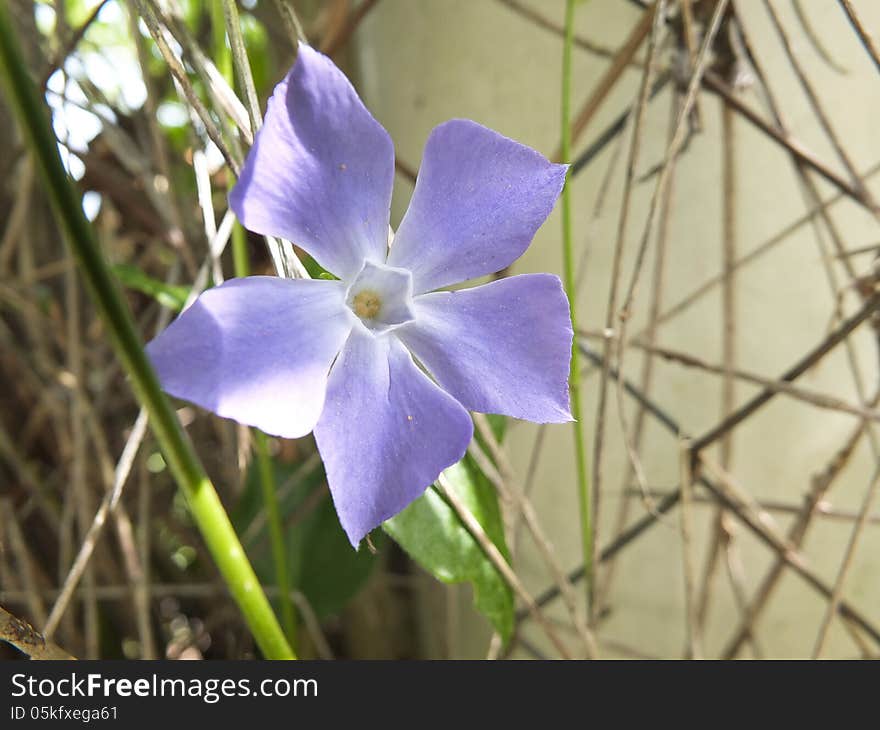 Periwinkle purple flower in my garden