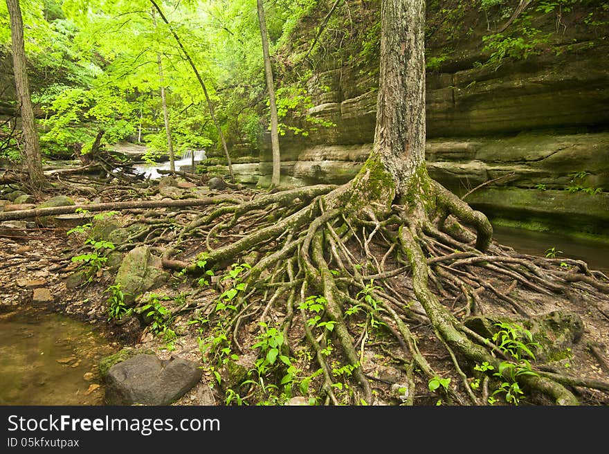 Numerous tree roots and boulders in the streambed, Matthiessen state park, Illinois.