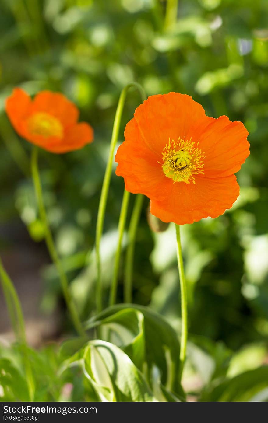 Orange poppy flowers blossom