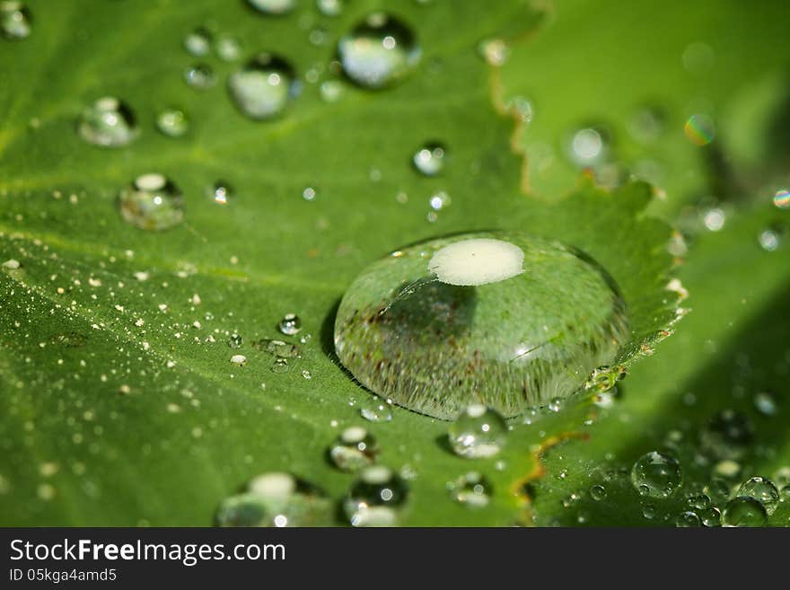 Closeup Of A Waterdrops On A Leaf