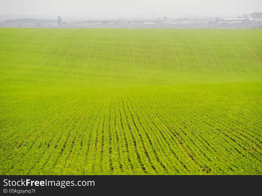 Green Field