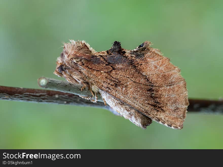 The Coxcomb Prominent (Ptilodon capucina) on a bent.