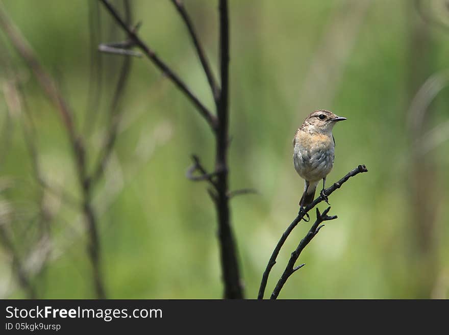 Stonechat on twig