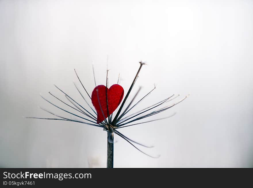 Red heart caught in wilted reed flower. Red heart caught in wilted reed flower