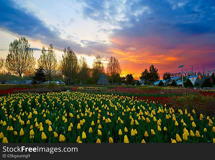 The sunset of garden