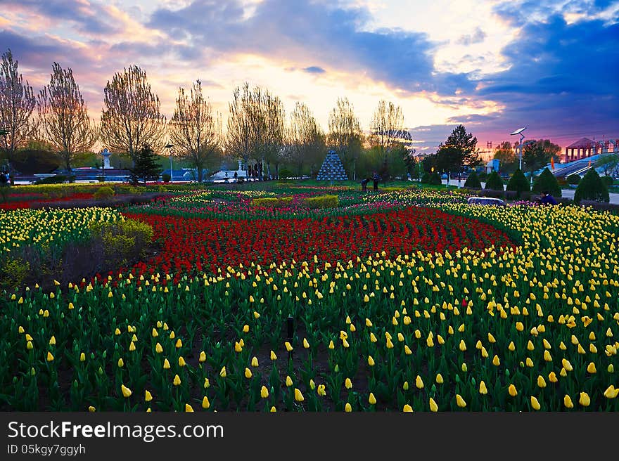 The Garden Full Of Flowers