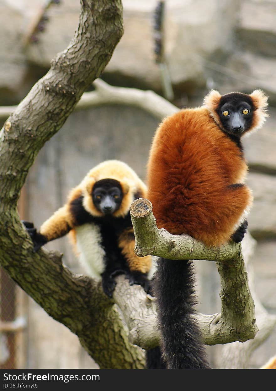 2 Red-Ruffed Lemur sitting on a branch staring at the lens