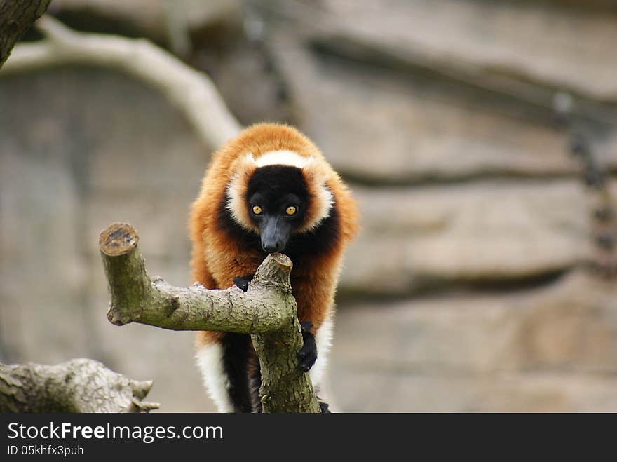 Red-Ruffed Lemur walking on a branch