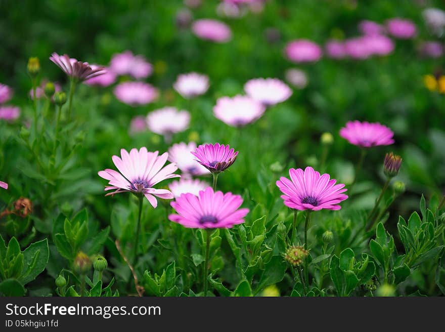 The image taken in china's yunnan province kunming city,jiuxiang scenery spot. The image taken in china's yunnan province kunming city,jiuxiang scenery spot.