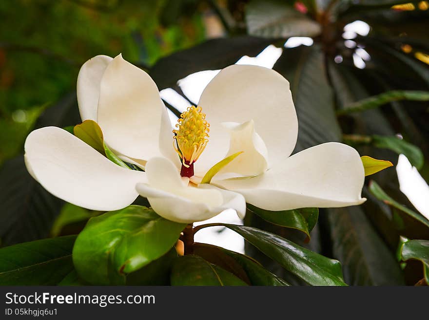 The Magnolia Grandiflora Linn