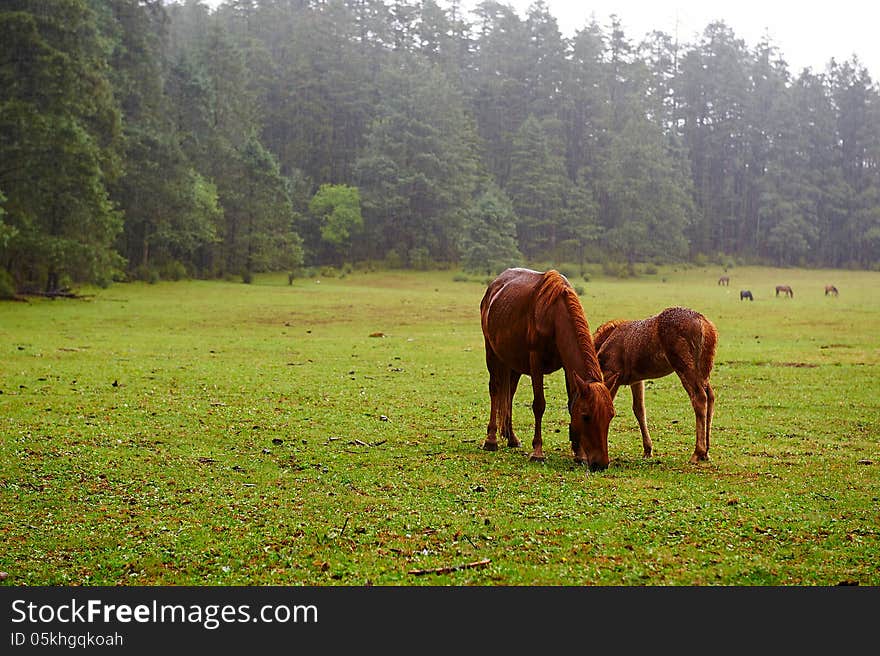 The Horse Grazing In Alpine Meadow