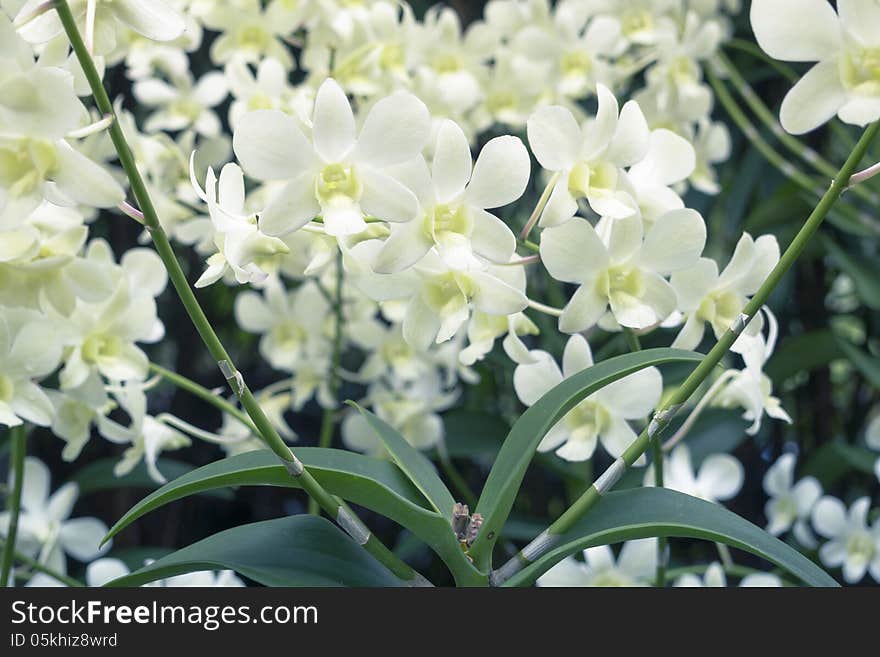 White orchids from National Orchid Garden of Singapore with focus on front central flowers