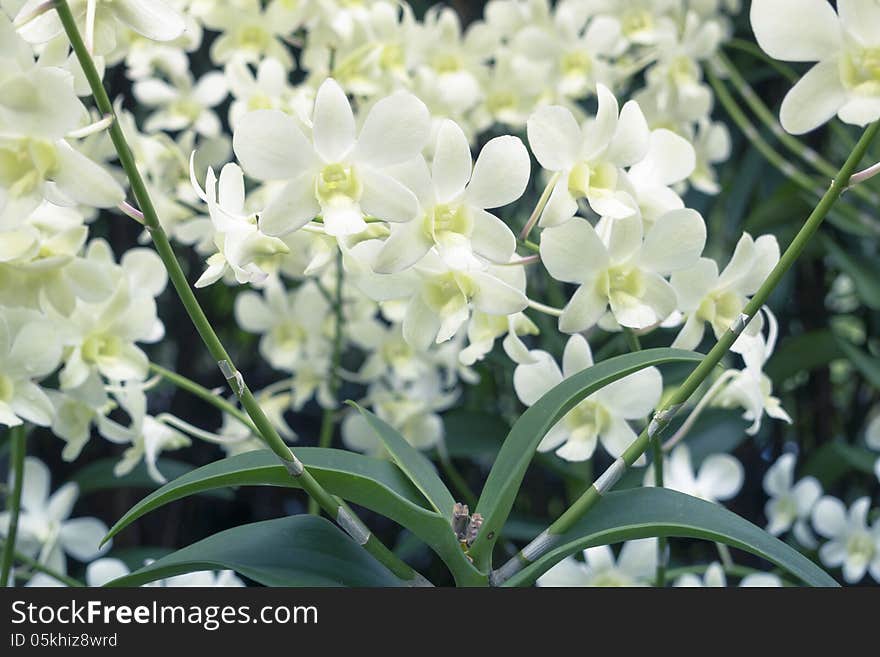 White orchids