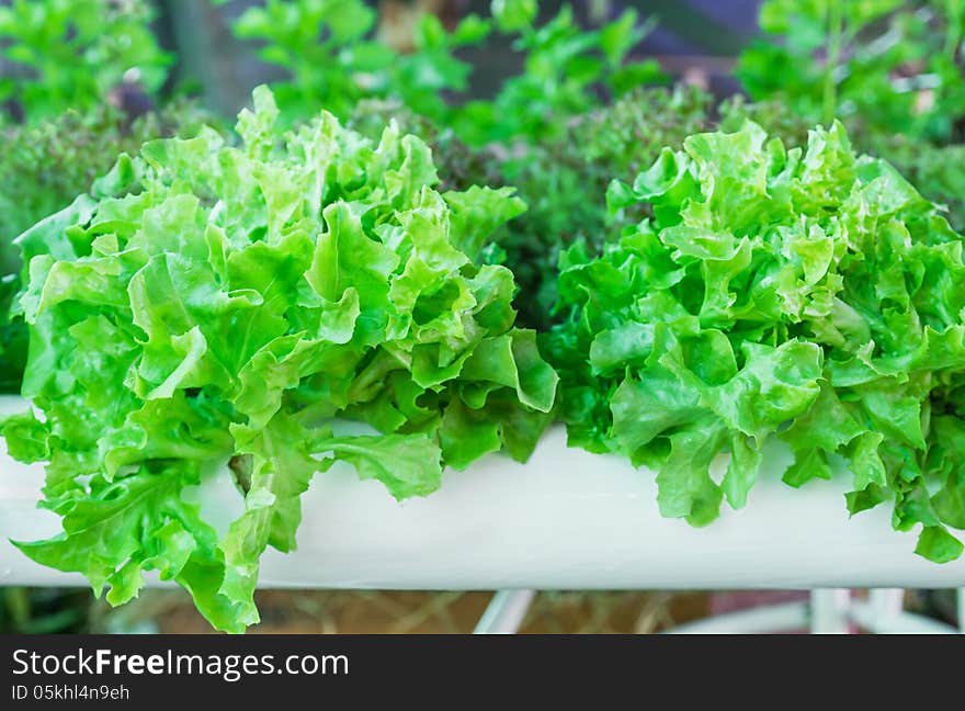 Lettuce In The Greenhouse