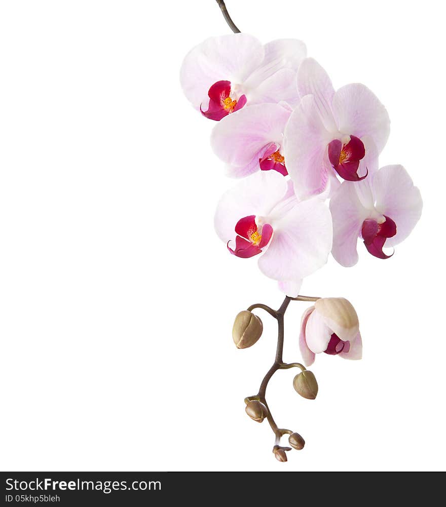 Light pink orchid isolated on white