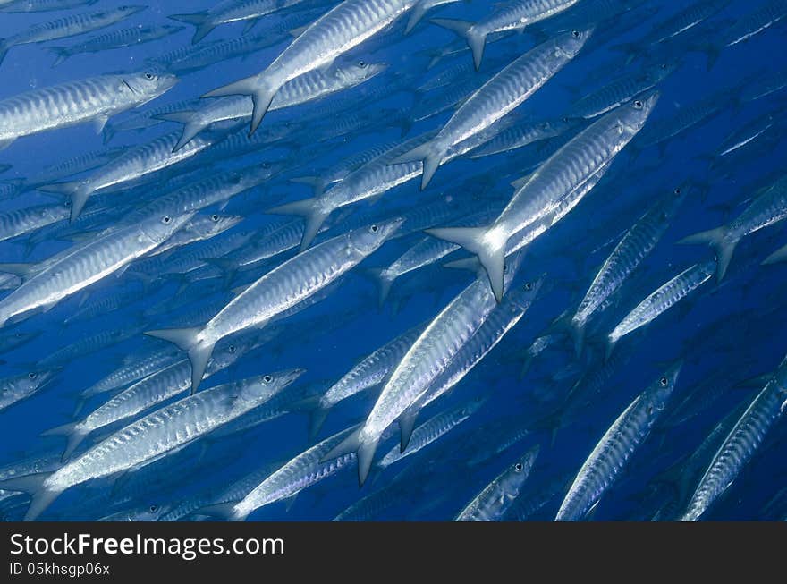 School of barracuda