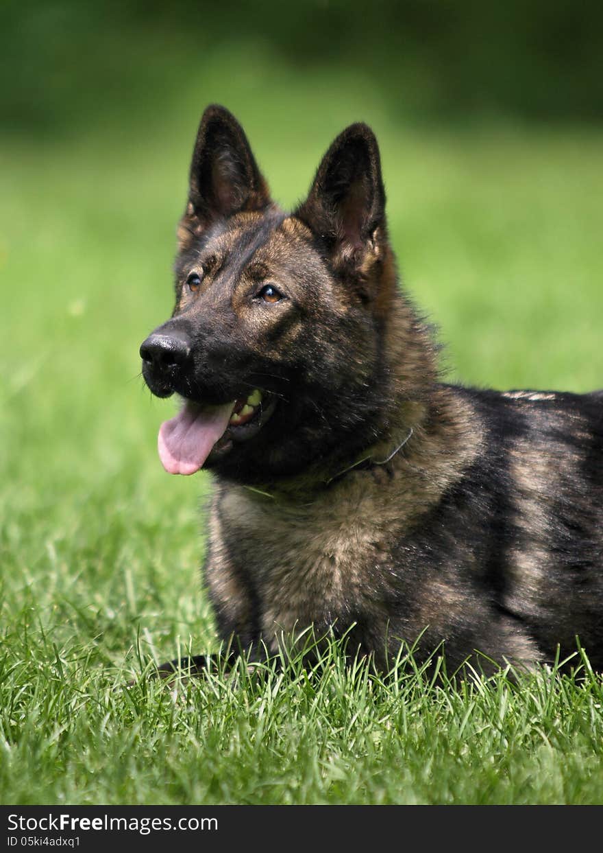 Portrait of german shepherd head.