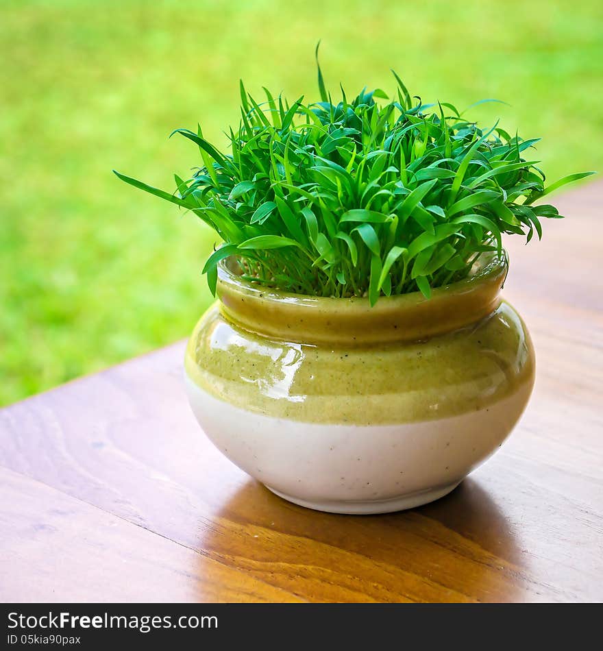 Green vibrant grass in the pot close-up