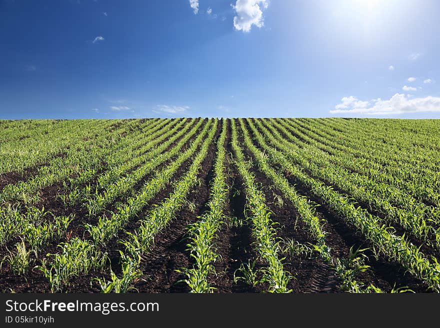 Rural landscape with cornfield on sunny day. Rural landscape with cornfield on sunny day.