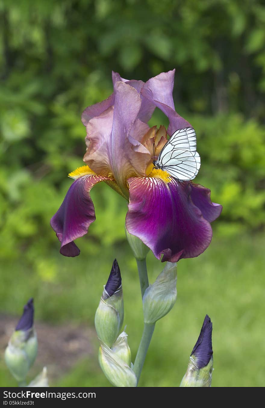 Íris - genus of perennial rhizomatous plant family Íris, or Iris (Iridaceae). Íris - genus of perennial rhizomatous plant family Íris, or Iris (Iridaceae).