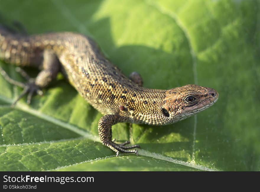 Eat lizards and insects. Outwardly lizard reminds caudate amphibians, but it has a slender body. Eat lizards and insects. Outwardly lizard reminds caudate amphibians, but it has a slender body.