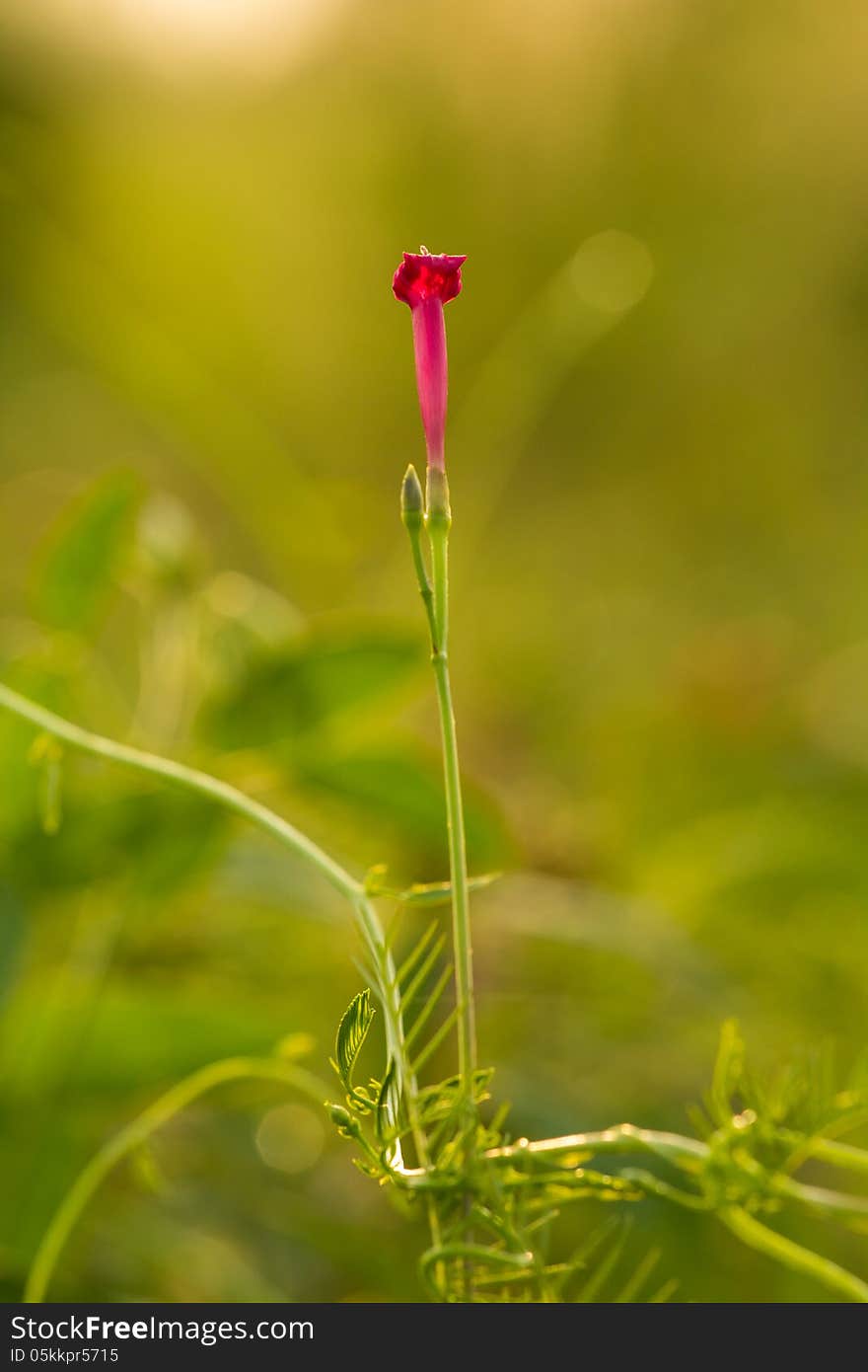 Flower under sun light