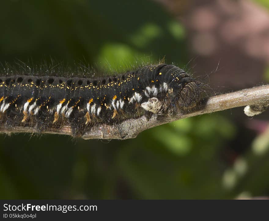 Caterpillar Issoria lathonia .