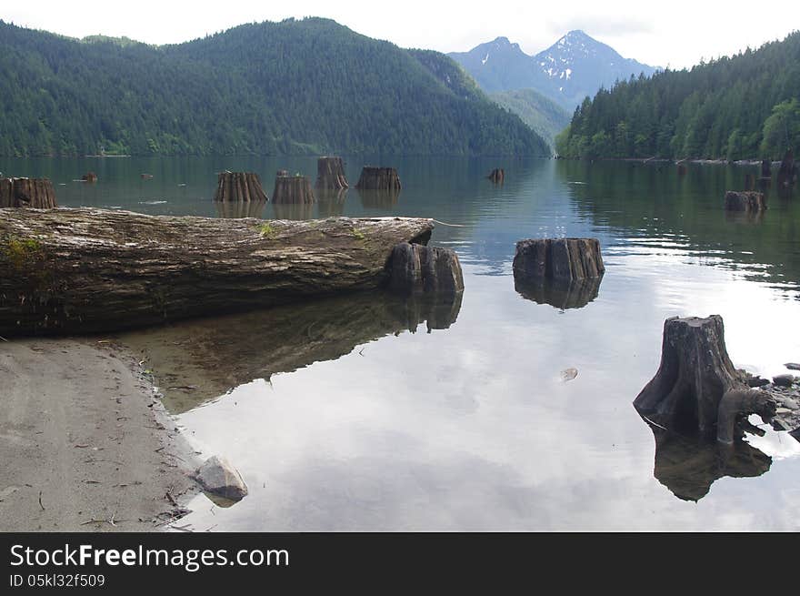 Dead Tree Trunks at Alouette lake