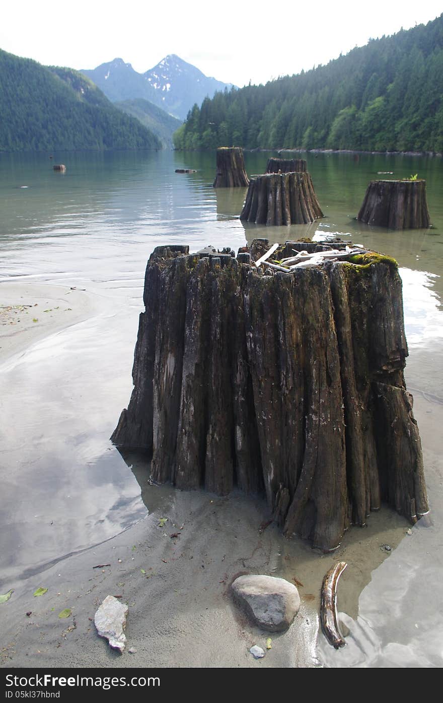 Dead Tree Trunks at Alouette lake