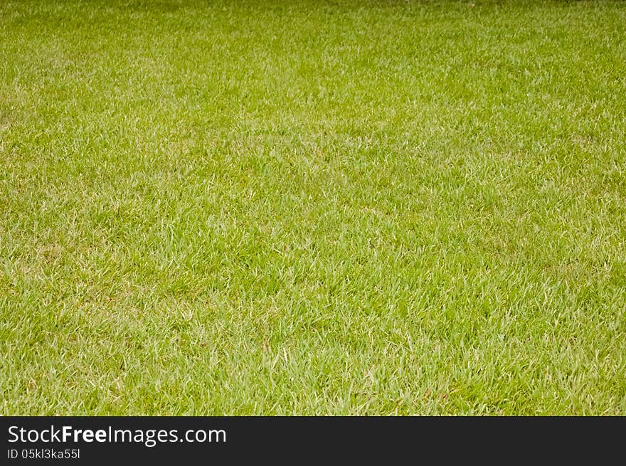 Large area of green lawn grass.