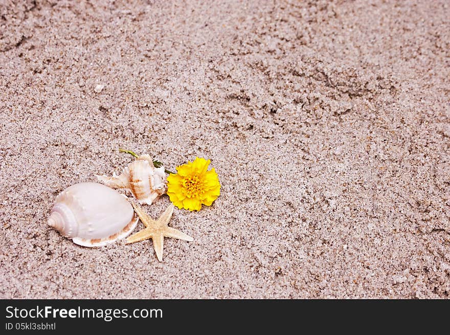 Pretty yellow marigold flower and some seashells on the beach. Pretty yellow marigold flower and some seashells on the beach.