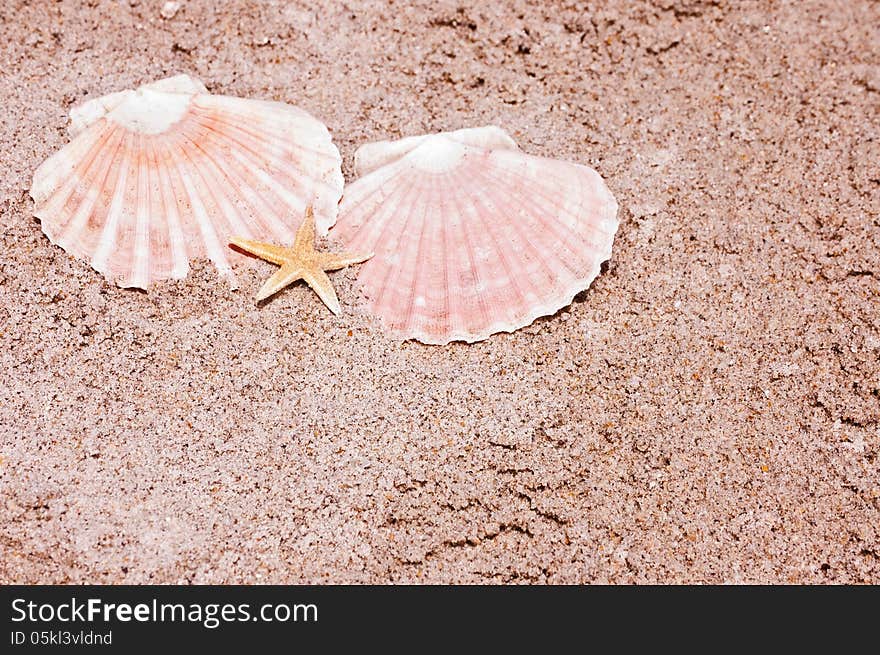 Seashells on the seashore in Florida. Seashells on the seashore in Florida.