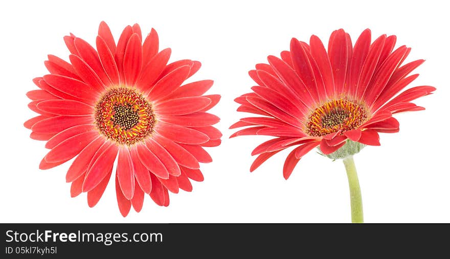 Transvaal daisy isolated on a white bachground. Transvaal daisy isolated on a white bachground