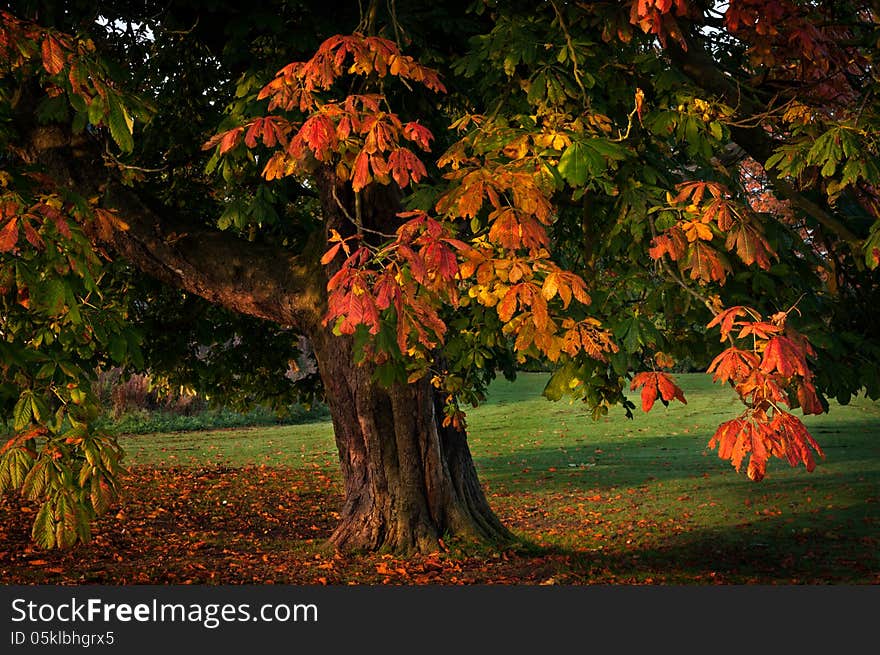 Single Tree Autumn Leaves