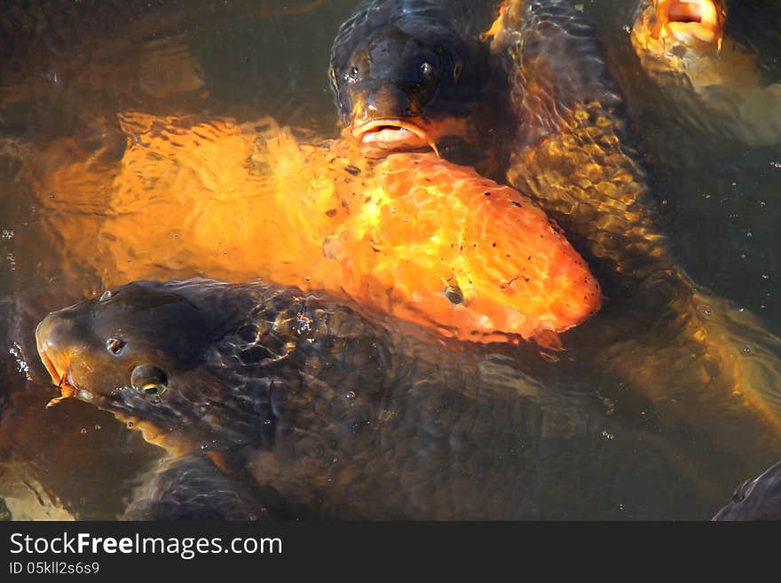 Fishery. Cultivation Carp fish. Fishery. Cultivation Carp fish.