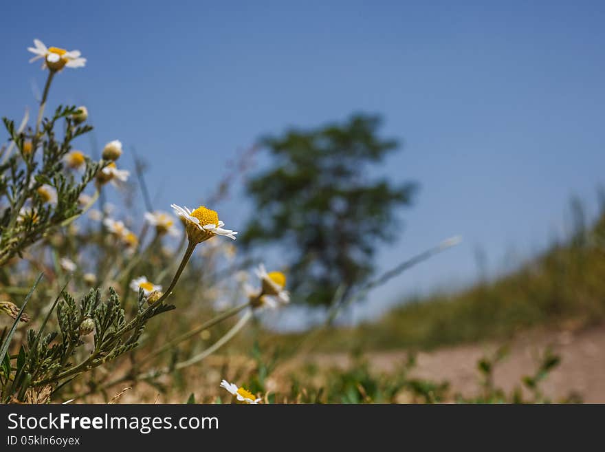 Field Chamomile