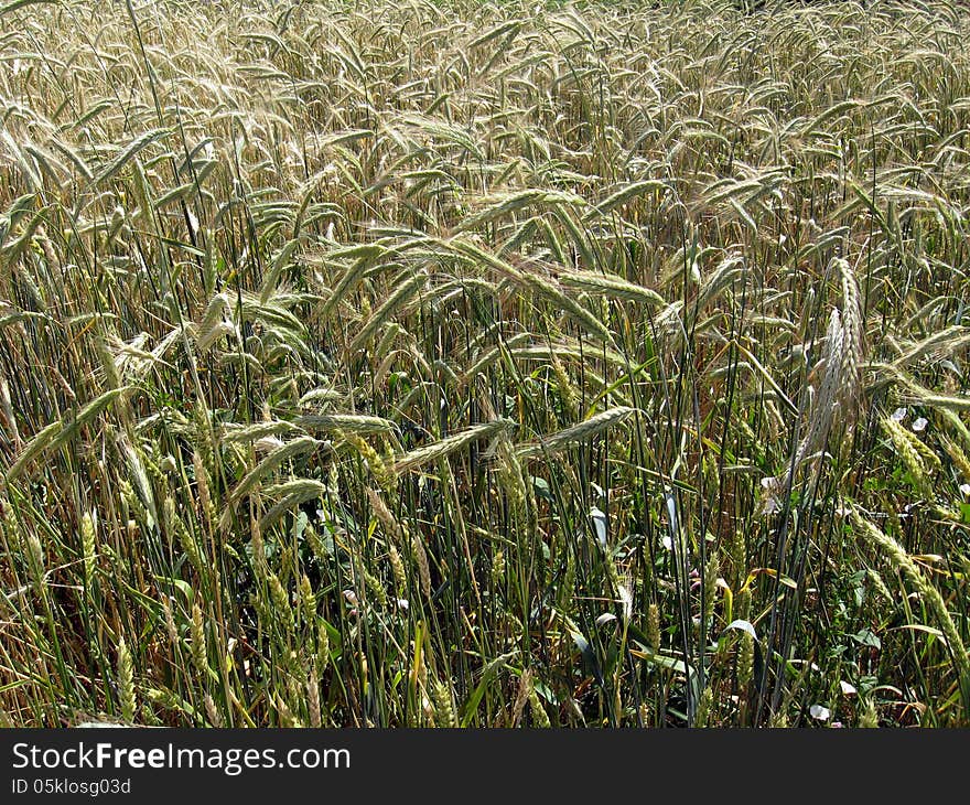 Spikelets Of The Wheat