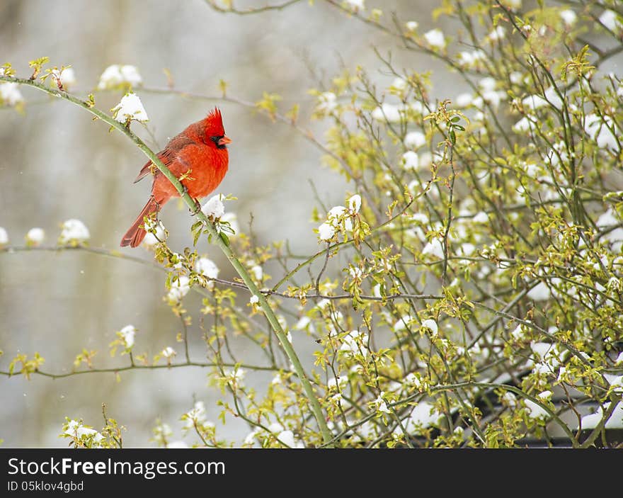 Red Cardinal Bird In Snow.