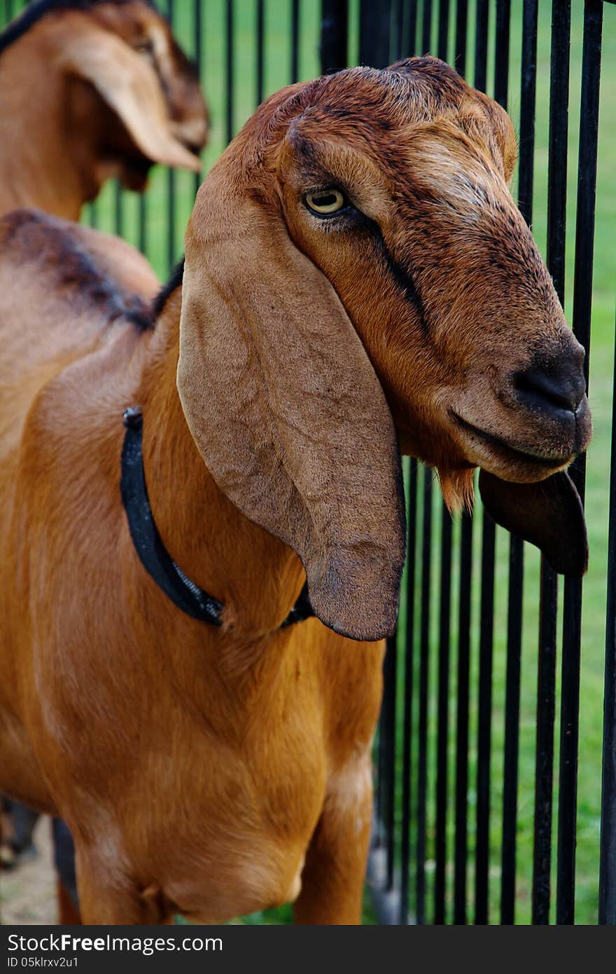 Portrait of a goat in the farm