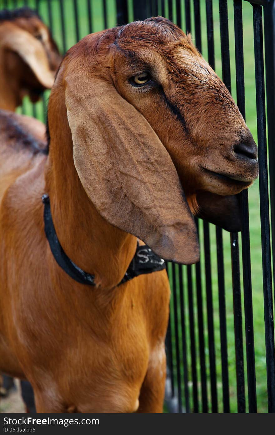 Portrait of a goat in the farm