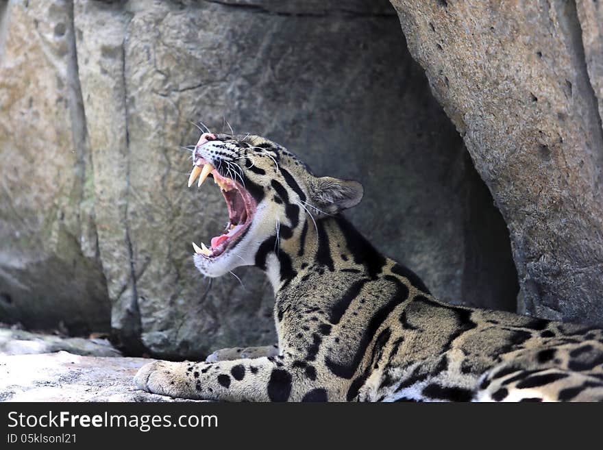 Young Leapord in zoo